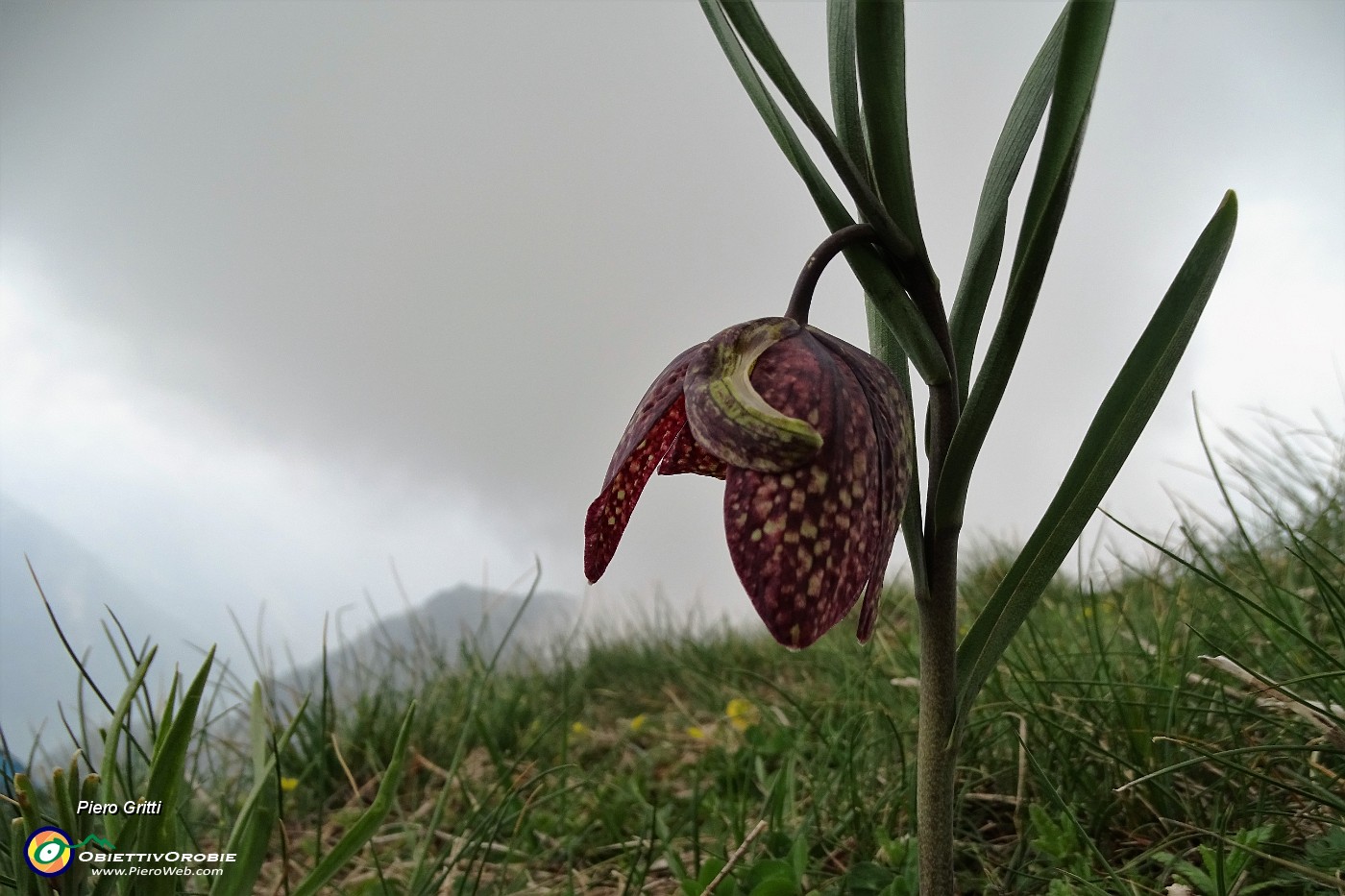 42 Fritillaria.JPG